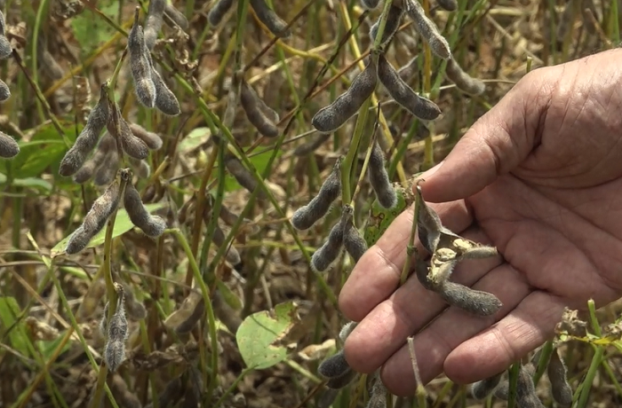 PODRIDÃO DE GRÃOS DE SOJA -PESQUISA AVALIA FUNGICIDAS E CULTIVARES PARA COMBATER